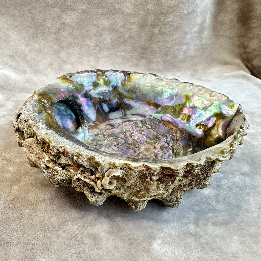 Abalone schelp (groot)