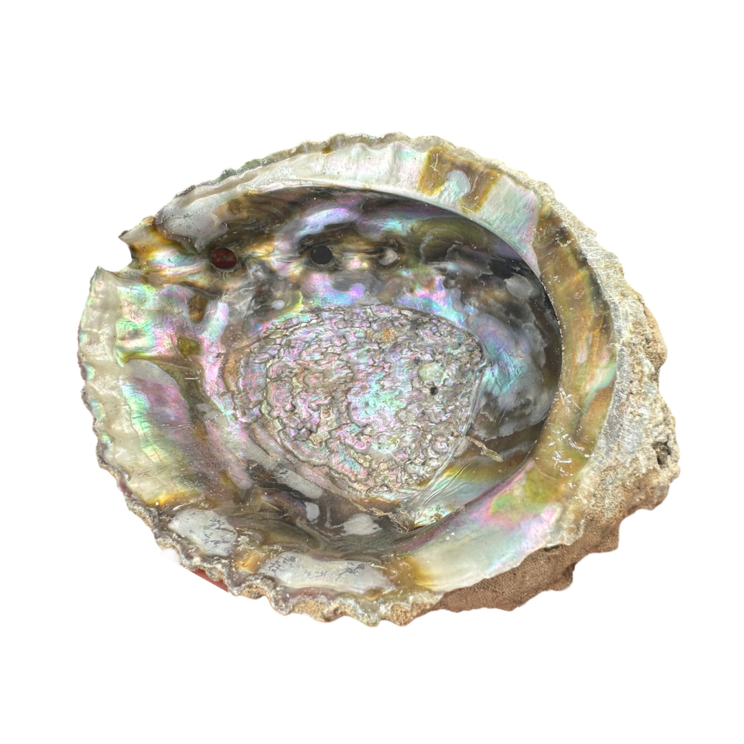 Abalone schelp (groot)