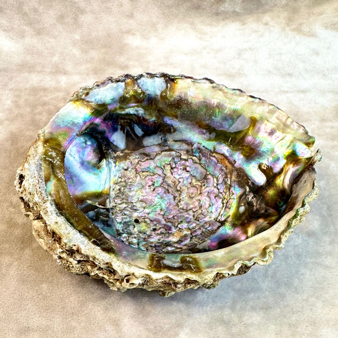 Abalone schelp (groot)