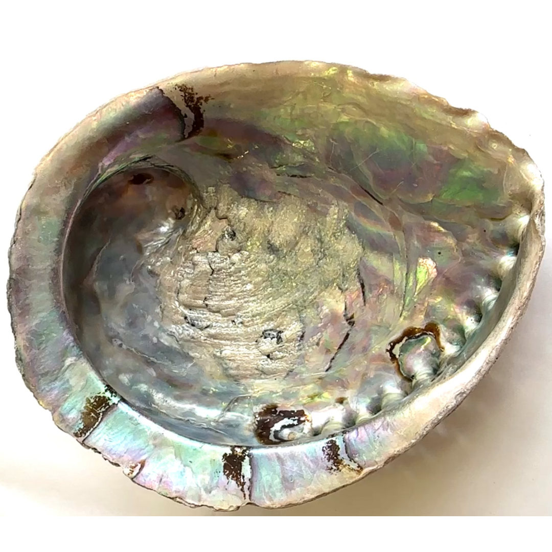 XXL Abalone shell
