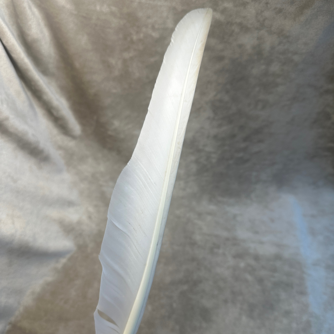 feather