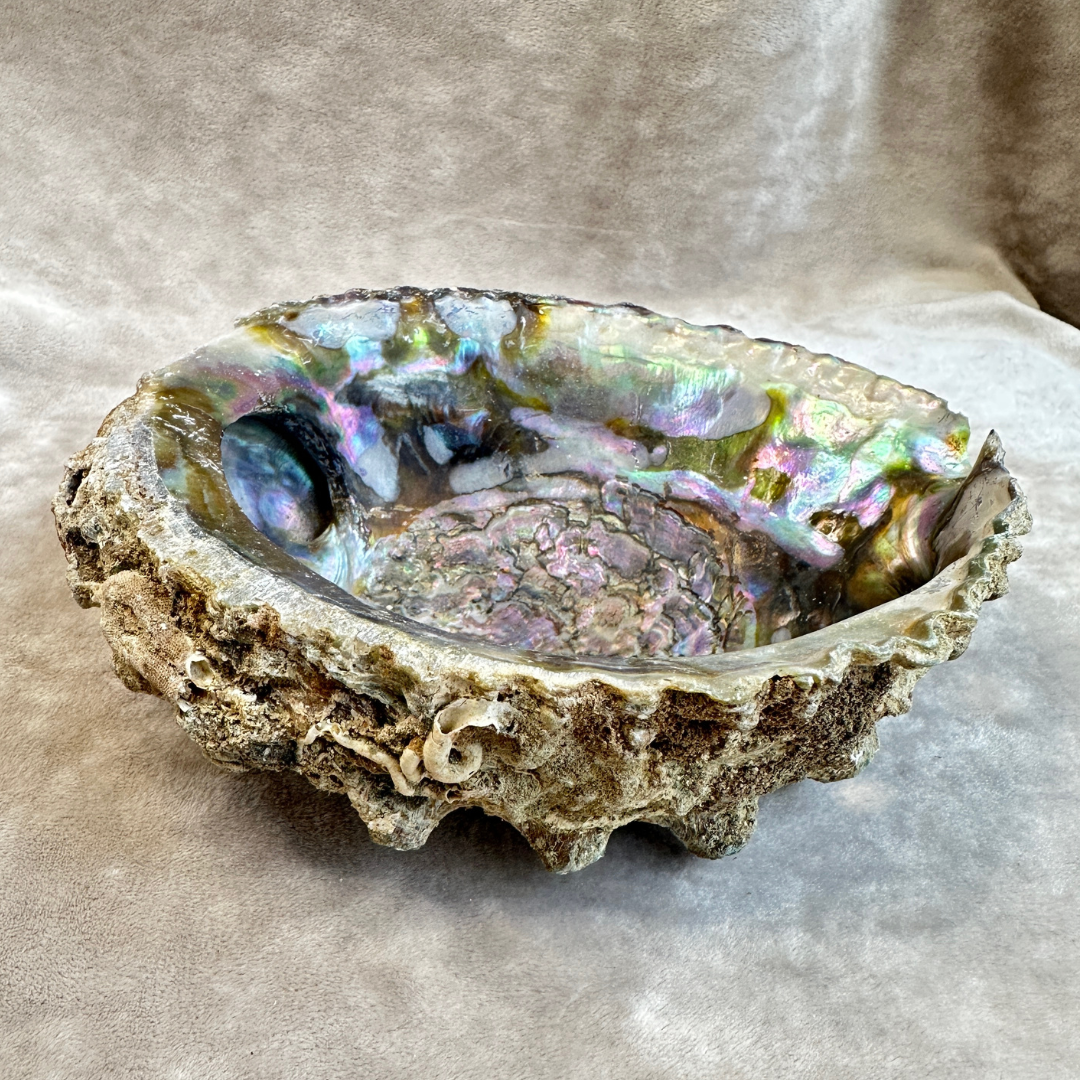 Abalone shell