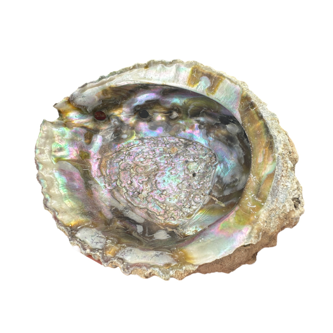 Abalone schelp