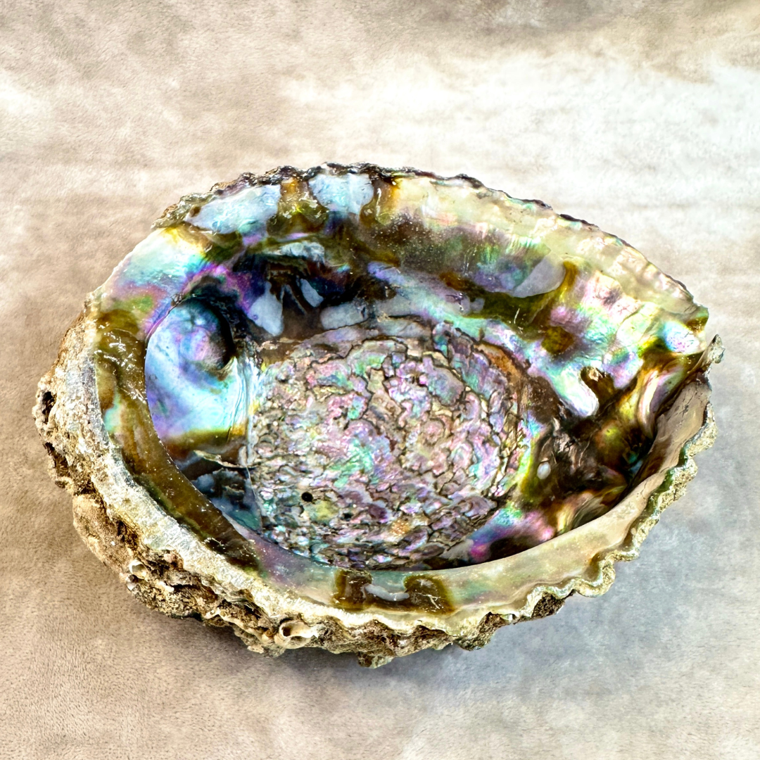 Abalone shell